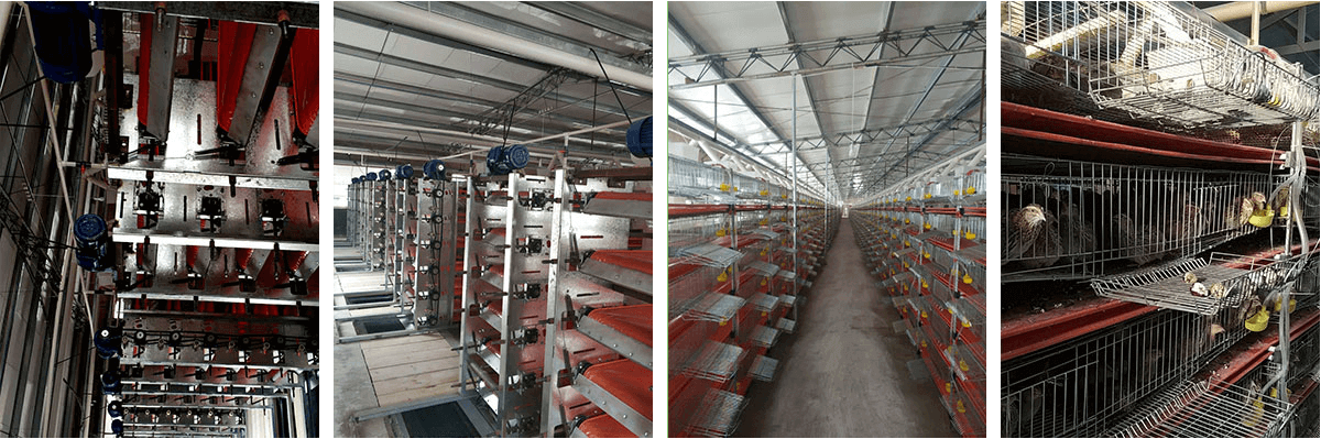 کمرشل پولٹری آلات، چکن فارم سپلائرز، آٹومیٹک پولٹری مشینری