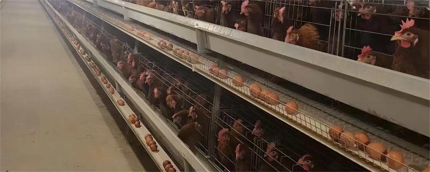 چینی فیکٹریاں آپ کے لیے ذہین مویشی اور پولٹری پرورش کا سامان تیار اور نصب کرتی ہیں۔