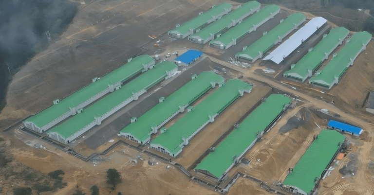 ٹرنکی پولٹری فارمنگ سسٹمز: انکیوبیشن، انڈہ گریڈنگ، کیج ریئرنگ اور تعمیر