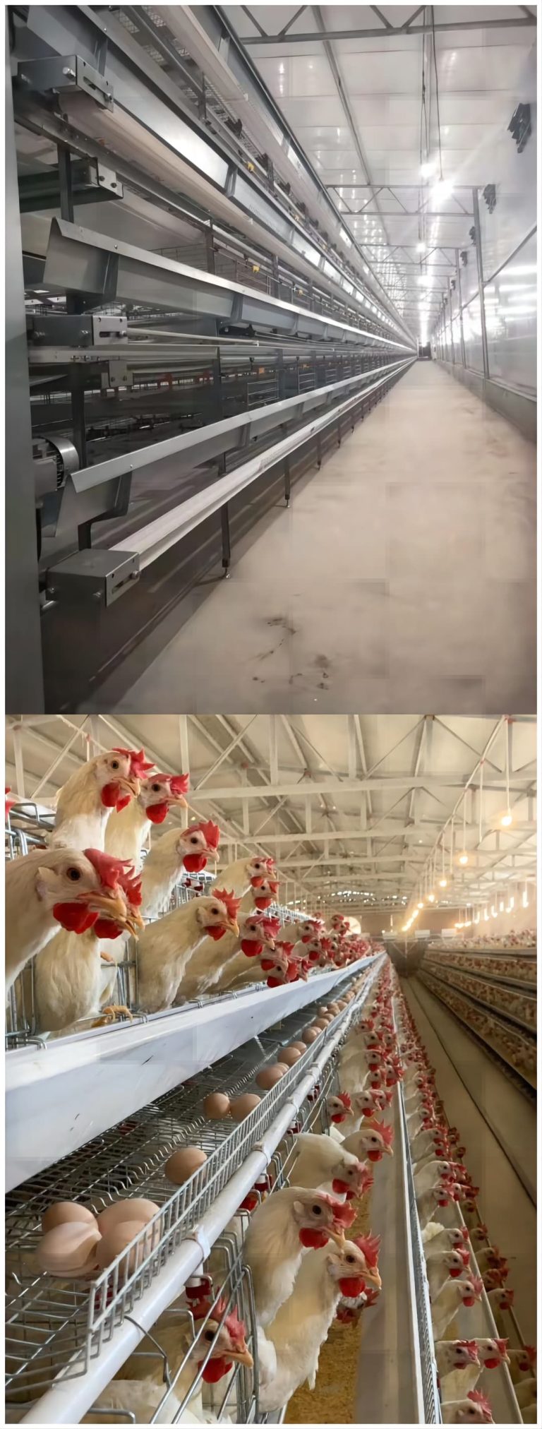 خودکار فیڈنگ، انڈہ کلیکشن، صفائی اور پانی کے نظام