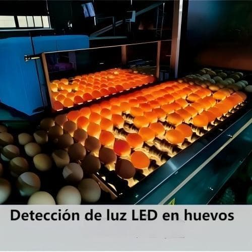 عالمی انڈہ گریڈنگ مشینیں پولٹری فارموں کے لیے – چین سے براہِ راست فیکٹری