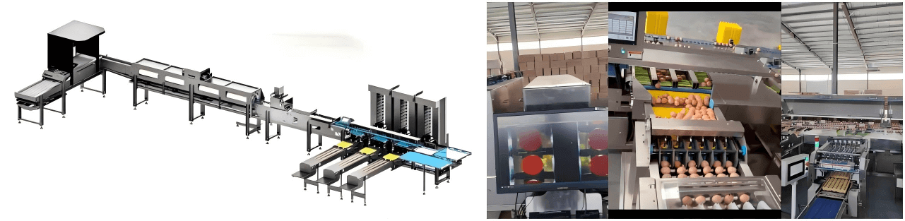 انڈہ گریڈنگ مشینوں اور انڈہ پیکجنگ مشینوں کی عالمی فروخت