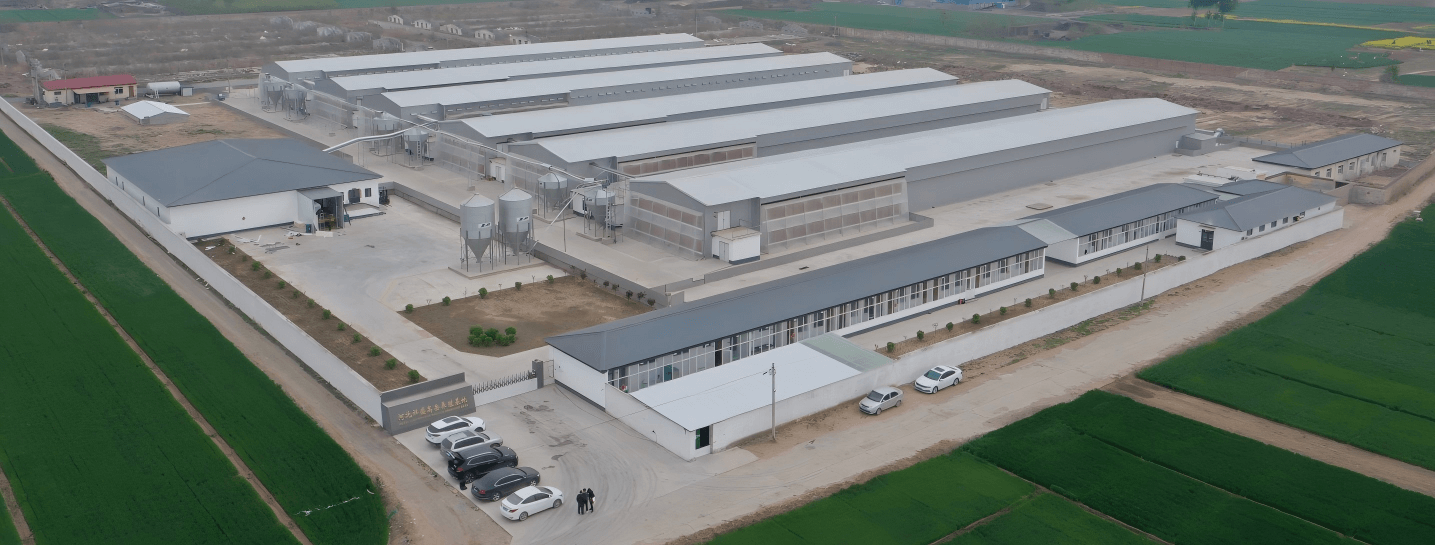 ٹرنکی پولٹری فارمنگ سسٹمز: انکیوبیشن، انڈہ گریڈنگ، کیج ریئرنگ اور تعمیر