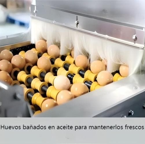 عالمی انڈہ گریڈنگ مشینیں پولٹری فارموں کے لیے – چین سے براہِ راست فیکٹری