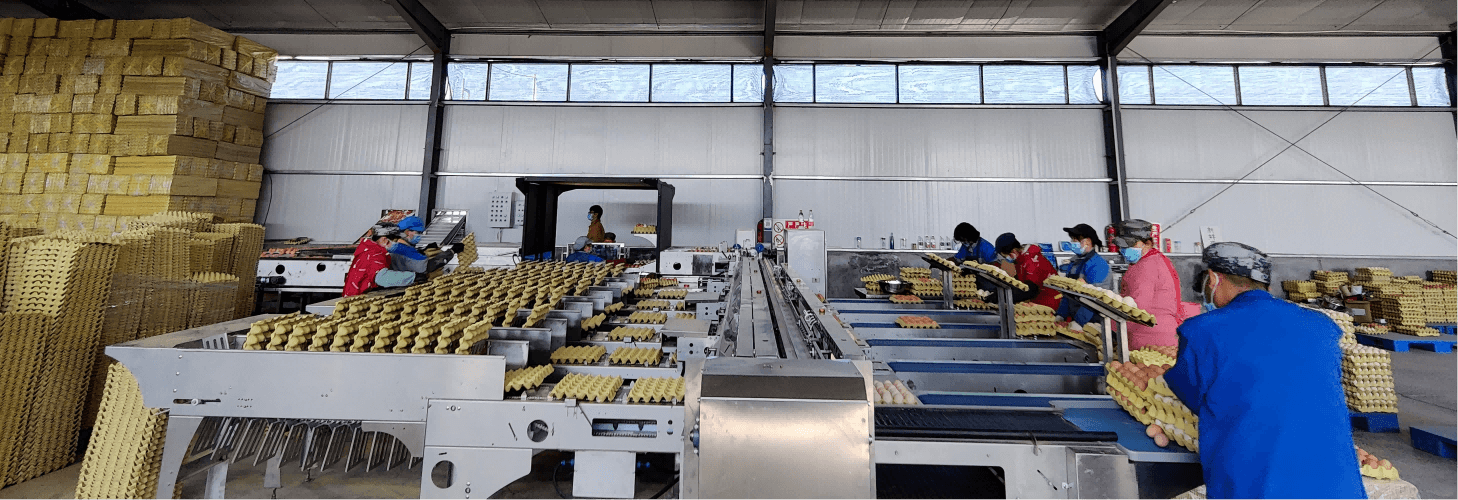 انڈہ گریڈنگ مشینوں اور انڈہ پیکجنگ مشینوں کی عالمی فروخت