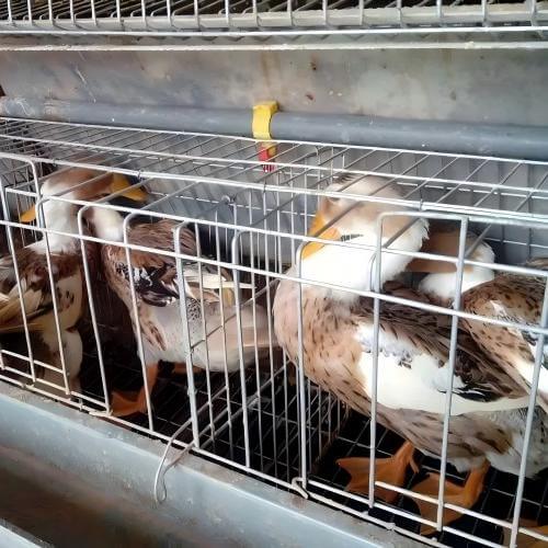 स्वचालित पोल्ट्री फार्म समाधान | एकीकृत अंडा ग्रेडिंग और पैकिंग