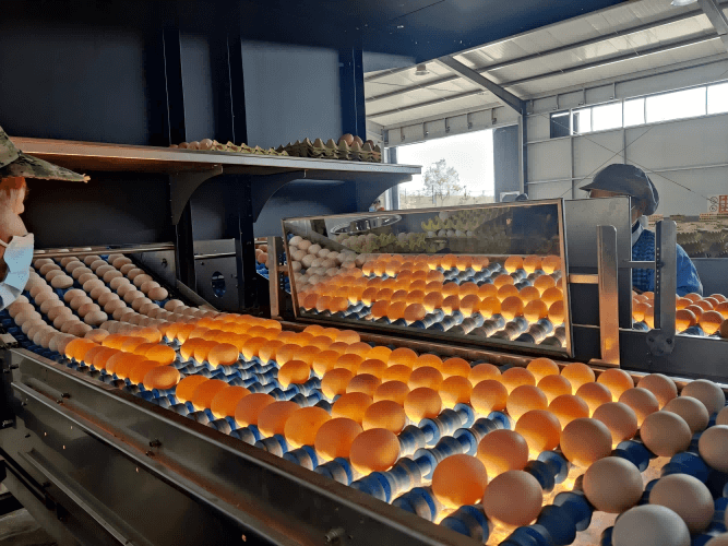 अंडा ग्रेडिंग मशीन: 10k/20k/30k अंडे प्रति घंटा, जिसमें धुलाई, सुखाना, कीटाणुशोधन, तेल लगाना, वजन करना, कोडिंग और पैकिंग विकल्प