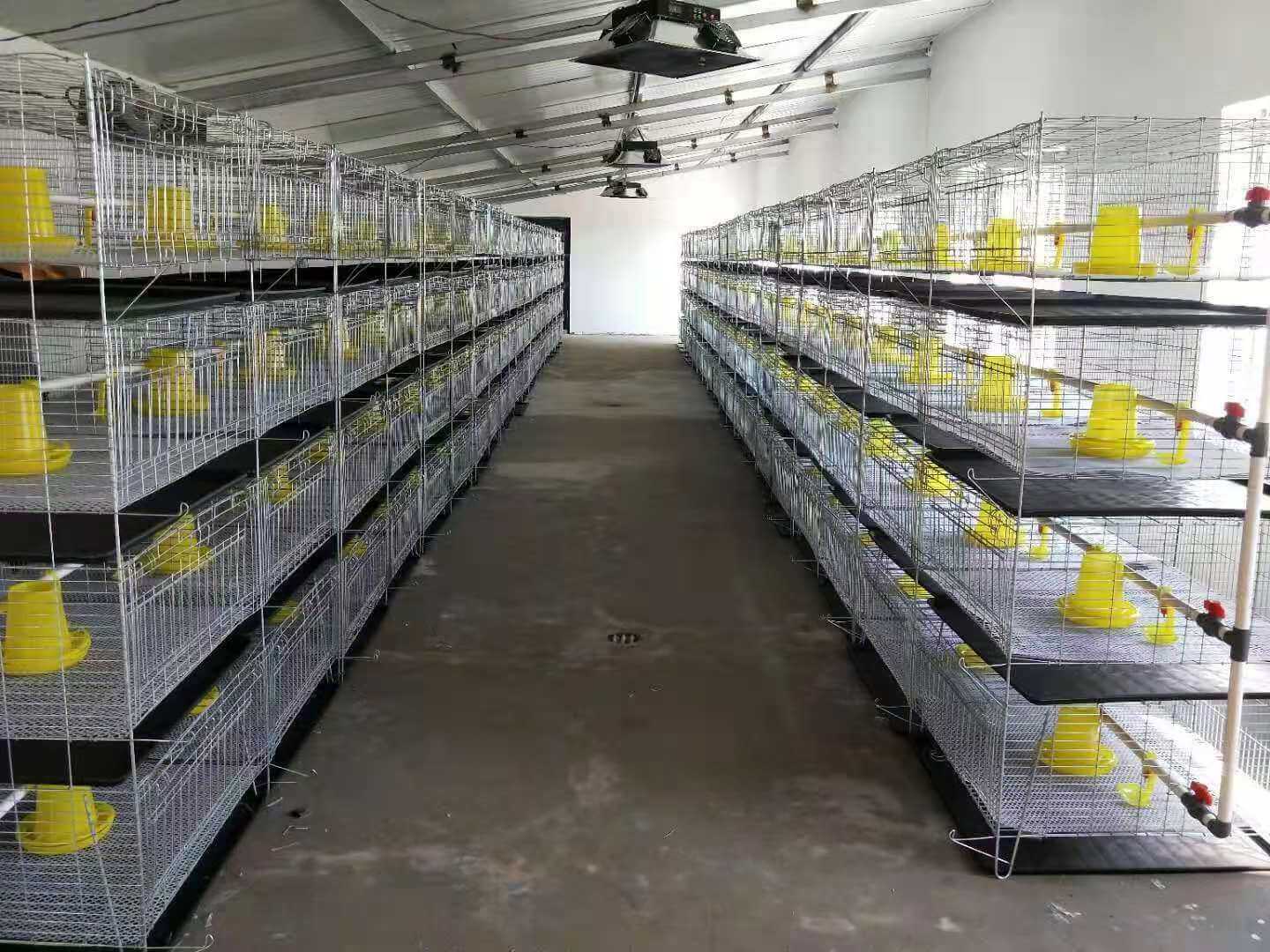 बिक्री के लिए बुद्धिमान स्वचालित पोल्ट्री पिंजरा प्रणालियाँ खरीदें