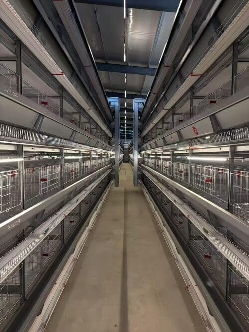 स्वचालित पोल्ट्री फार्म समाधान | एकीकृत अंडा ग्रेडिंग और पैकिंग