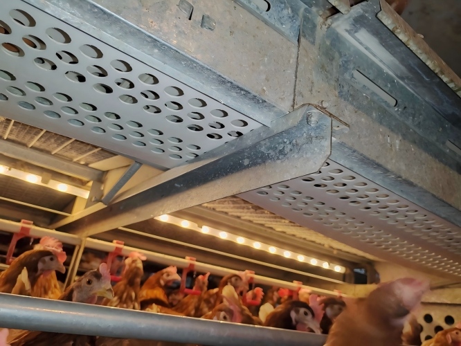 यूरोपीय संघ के अंडा‑मुर्गी मानकों और पशु कल्याण विनियमों के अनुरूप, पिंजरा पालन, खुले में पालन, फर्श पर पालन और खुली प्रणाली वाली अंडा उत्पादन प्रक्रियाओं की पूर्ण उन्नति का समर्थन करता है, ताकि यूरोप और अमेरिका के प्रमुख खुदरा तथा ब्रांड ग्राहकों की खरीद आवश्यकताओं को पूरा किया जा सके।