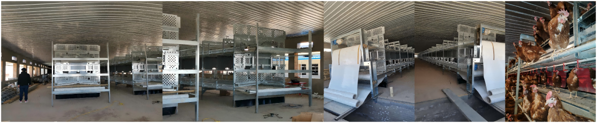 यूरोपीय संघ के मानकों के अनुरूप वैश्विक वेलफेयर केज समाधान, जो बिना‑पिंजरा लेयर मुर्गी उपकरण की सभी खरीद आवश्यकताओं के लिए एक ही जगह संपूर्ण सेवा प्रदान करता है।