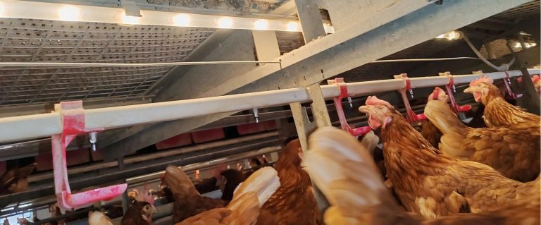 कृपया हमें बताइए कि मुर्गी फ़ार्म स्थापित करते समय आपको किन चुनौतियों का सामना करना पड़ रहा है, गैर‑पिंजरा (केज‑फ्री) उपकरण कैसे खरीदें, मुर्गीखाना कैसे बनाएं और बिजली की समस्या कैसे हल करें; हमारे इंजीनियर आपको एक पेशेवर समाधान प्रदान करेंगे।